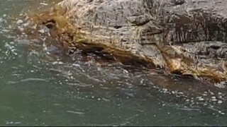 cast netting in Nepal | himalayan trout fishing with handmade cast net |