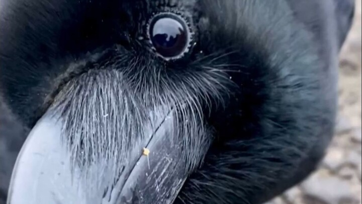 Khi tôi lén quay cận cảnh con quạ, nó tò mò nhìn lại tôi…