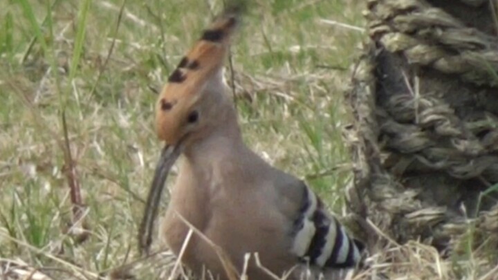 Earth is a wool-felt ball—only thanks to the hoopoe poking it together has it stayed intact. Say “th