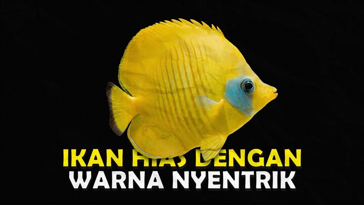 INILAH JENIS IKAN NYENTRIK YANG DAPAT KALIAN PIARA DALAM AKUARIUM