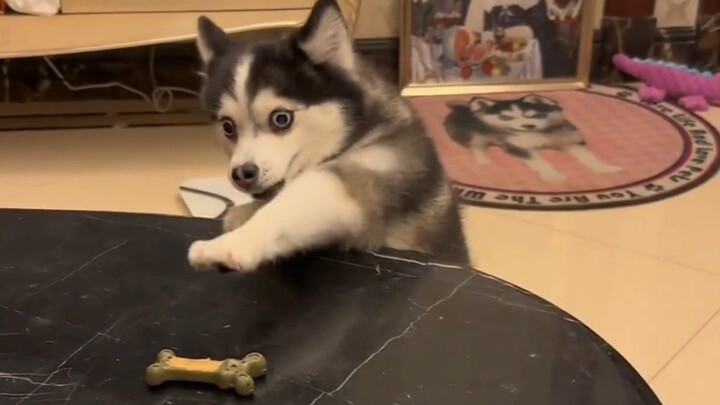 Con chó sốt ruột đến mức sắp biết nói tiếng người rồi!