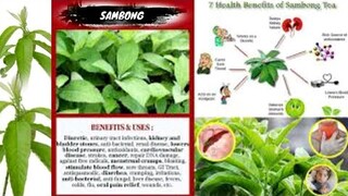 HALAMANG GAMOT NA WOW SA GALING | HERBAL MEDICINE | SAMBONG | Tenrou21