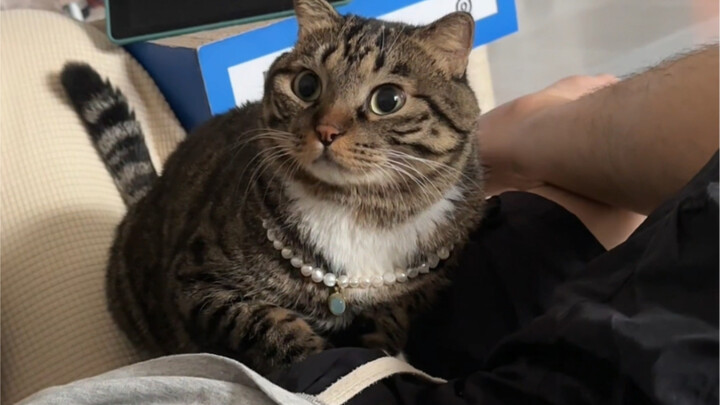 Tịch thu luôn cái mỏ làm nũng của con mèo nhỏ ấy!