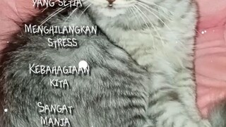 Kucing Setiaku