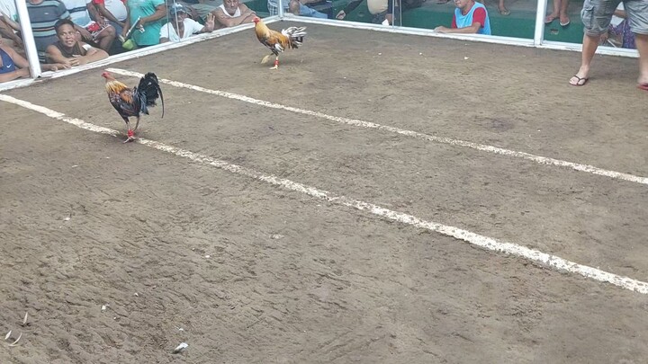 loss putol tari natin