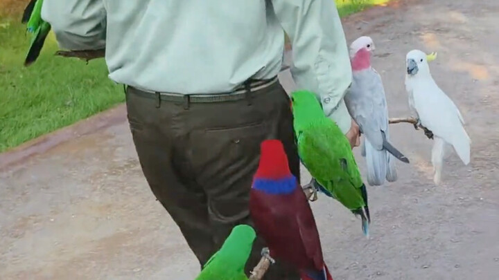 Hewan-hewan kecil pulang kerja itu lucu banget!