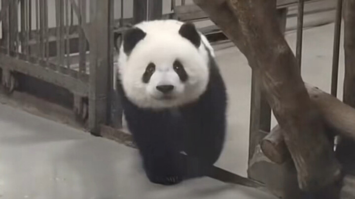 Your little sweetie, “Beichen,” is walking right toward you. As the offspring of the base’s “flower”