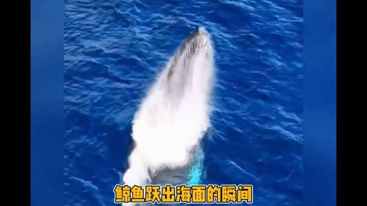 The moment the whale leaped out of the sea, my trypophobia kicked in.