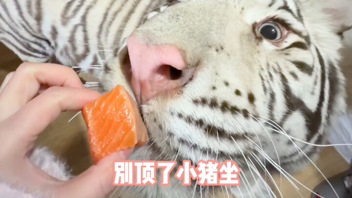 Land Pig vs. Deep-Sea Pig: The Ultimate Battle of the Fatties!