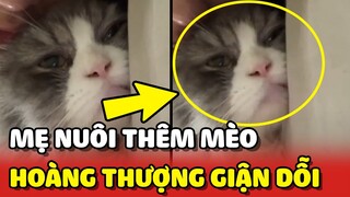 Hoàng Thượng GIẬN DỖI vì Sen muốn nuôi thêm mèo mới 😂 | Yêu Lu