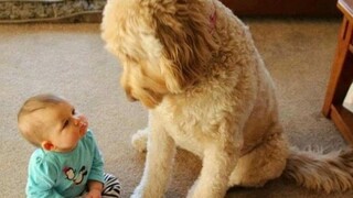 FUN CHALLENGE: Try NOT to laugh - Funny & cute dogs and kids