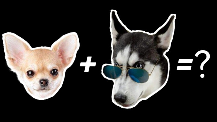 Chihuahua + Husky = ???
