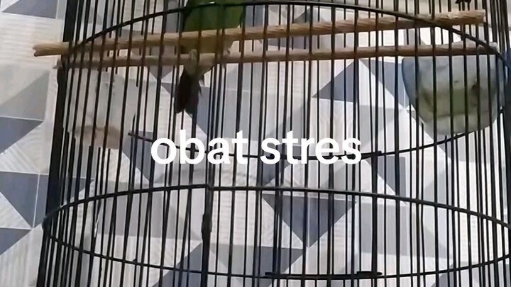 terapi burung stres