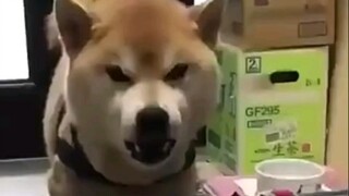 Anjing: Mengapa saya menggonggong?