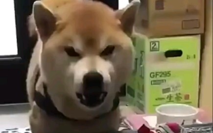 Anjing: Mengapa saya menggonggong?