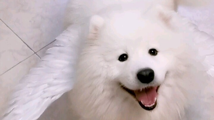 I bought 5 jin of white goose feathers and spent a whole month perfecting these wings—but it looks l