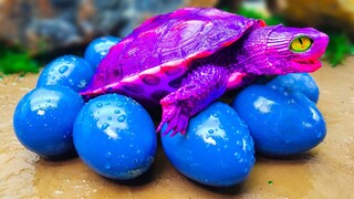 Makanan kura kura ungu dulu Lucu Warna Warni Telur - Masakan sederhana Stop Motion Sea Turtle ASMR