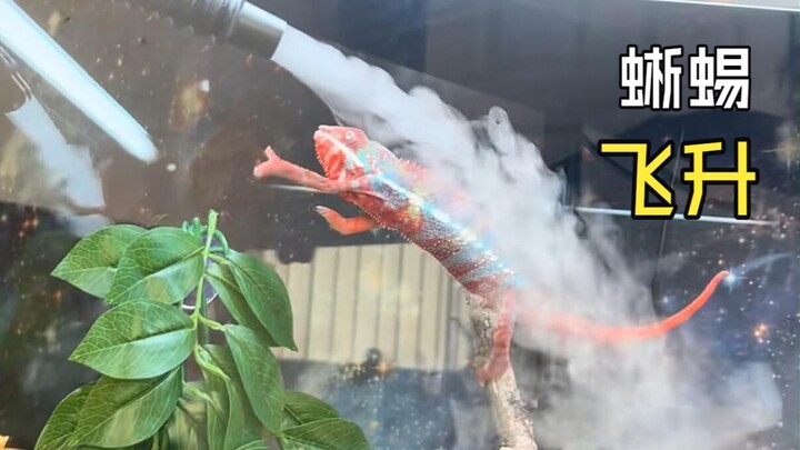 Those hilarious animal videos!