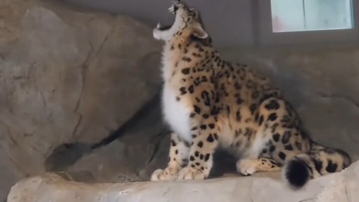 “Snow Leopard, shut up!” The Siberian tiger greeted the snow leopard, and the snow leopard replied, 