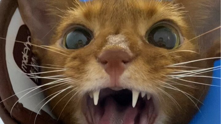 My cat is so fierce. Not only does he look fierce and have a beautiful voice, he also knows how to i