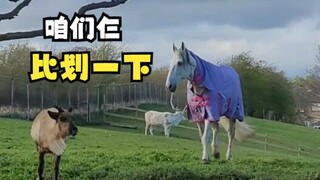 الحصان يُركب على الرنة، فيتحول المشي إلى جري!