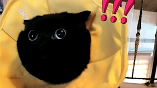 本以为我家猫是个财迷，没想到是我草率了……