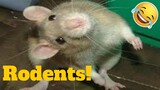 💥Incredible Rat And Rodent Viral Weekly LOL😂🙃💥 of 2019 | Funny Animal Videos💥👌