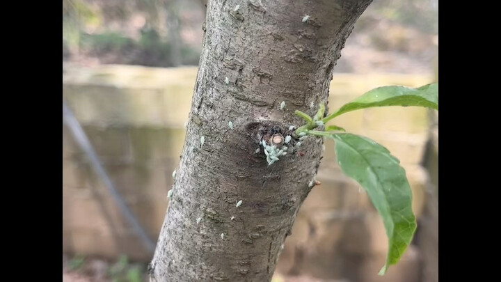 Just dealt with the longhorn beetle, and now there are aphids too? All I wanted was to enjoy a peach