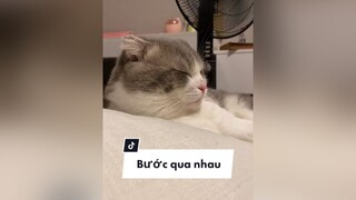 Đang ngủ kêu cái gì có cho soup thưởng hong 😠 buocquakyniem ActingMaster2021 cat