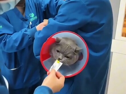 Kumpulan reaksi kucing saat disuntik