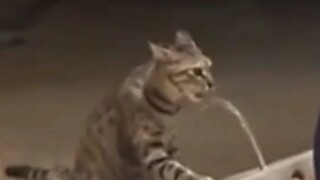 你知道一罐猫粮要多少钱吗？