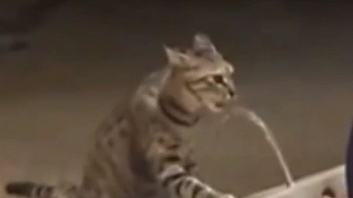 Do you know how much a can of cat food costs?