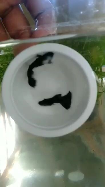 electric blue moscow