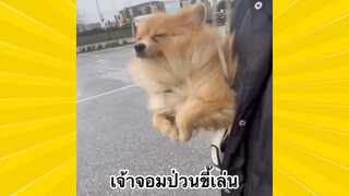 สัตว์เลี้ยงพื่อนขนปุย : เจ้าจอมป่วนขี้เล่น