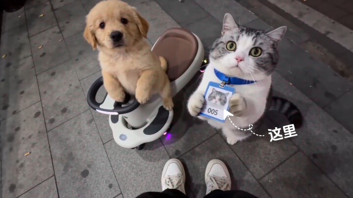 Cat and Dog Designated Driver Vlog (Part 2)