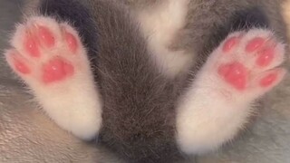 可爱猫爪大赏