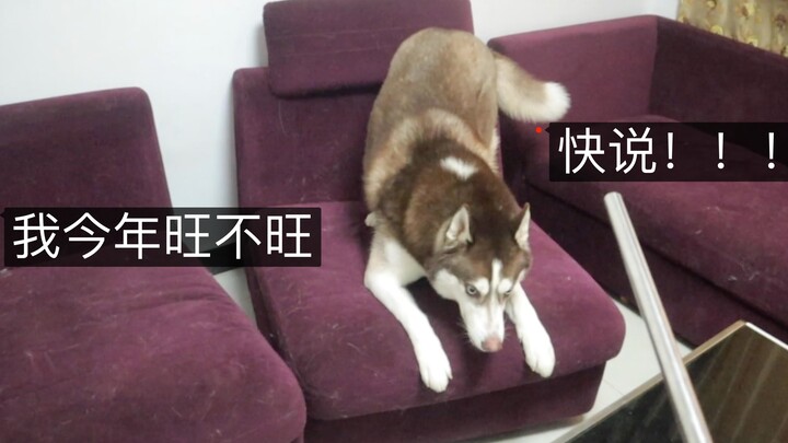 Husky: If you’d just brought out the stick sooner, I would’ve talked already!