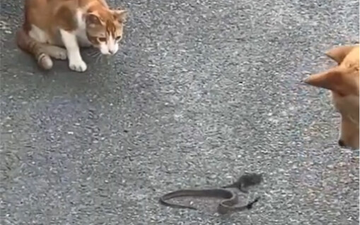 Mouse 🐍 Cat 🐶 Man 📱 Old Man