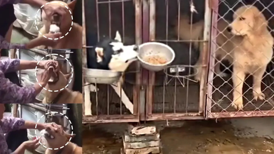 Funny animals eating their food - Bilibili