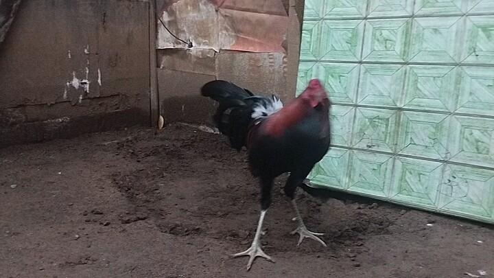 mag aanim na bwan na ang DOUBLE K HATCH natin