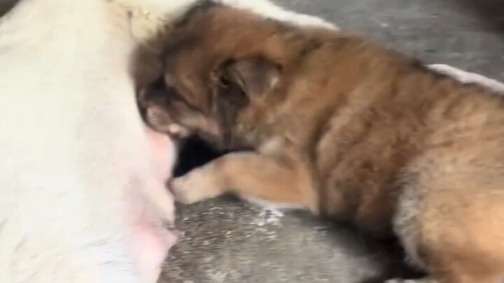 Grandma's Only Puppy