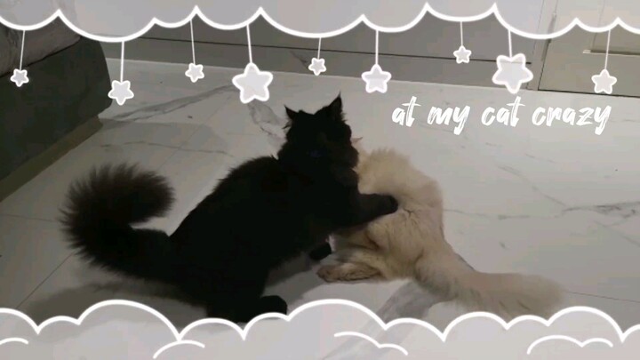 my cat so crazy 🗿