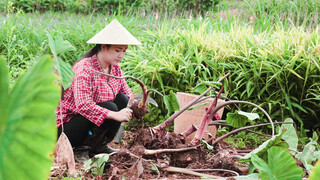 Khoai môn, các bạn thích ăn thế nào?