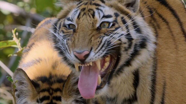 Paus Pembunuh: Langit biru luas, padang rumput tak bertepi, menembus angin dan gelombang untuk berha