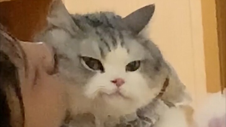 Kafe kucing ngasih tahu kita: bunga di rumah nggak semanis bunga liar!