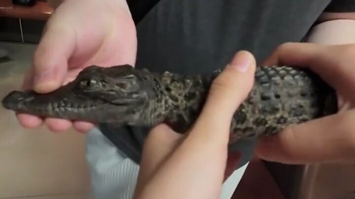 Mengapa dia tidak menutup mulutnya? # hewan peliharaan eksotis # reptil peliharaan #