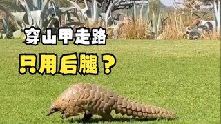 Those funny walking animals!