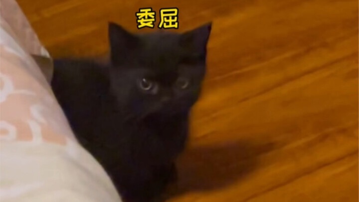 This was the little one’s most upset moment, and also its gentlest.