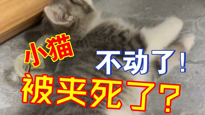 小猫😭👊🏻