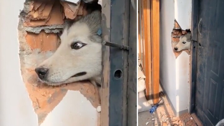 Husky: Kalau kamu nggak ngizinin aku main, biar aku bikin lubang di dinding buat kamu!